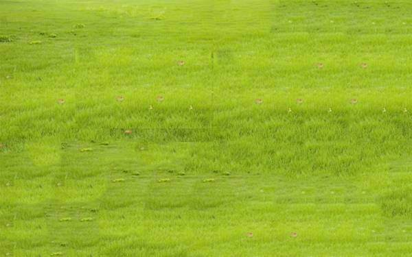 Images for Main Other of Golden Utopia