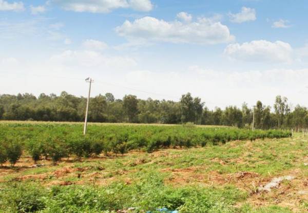 Images for Main Other of M And M Bangalore Krishna Greens Westmist Images for Main Other of M And M Bangalore Krishna Greens Westmist