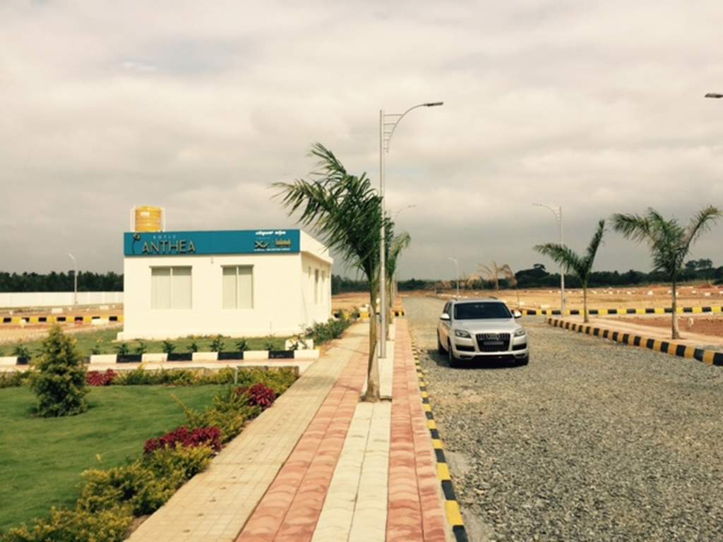 Images for Main Other of Xotic Anthea