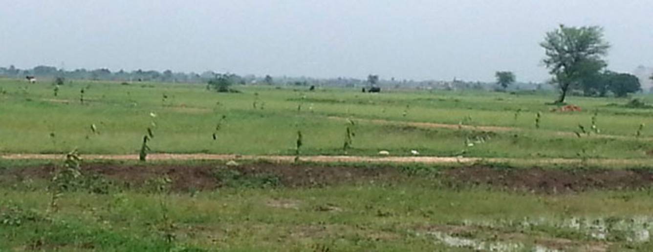 Images for Main Other of Rose Rose Garden 1