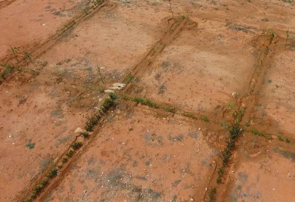  just-green Elevation