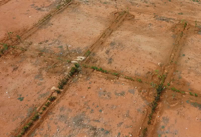  just green Elevation