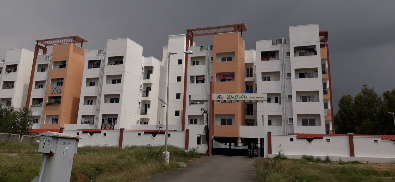  daffodils Images for Project