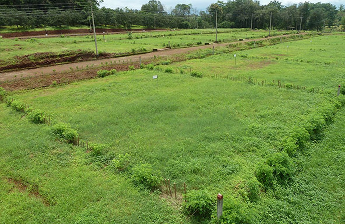 Images for Amenities of Emarrald Q Gardens