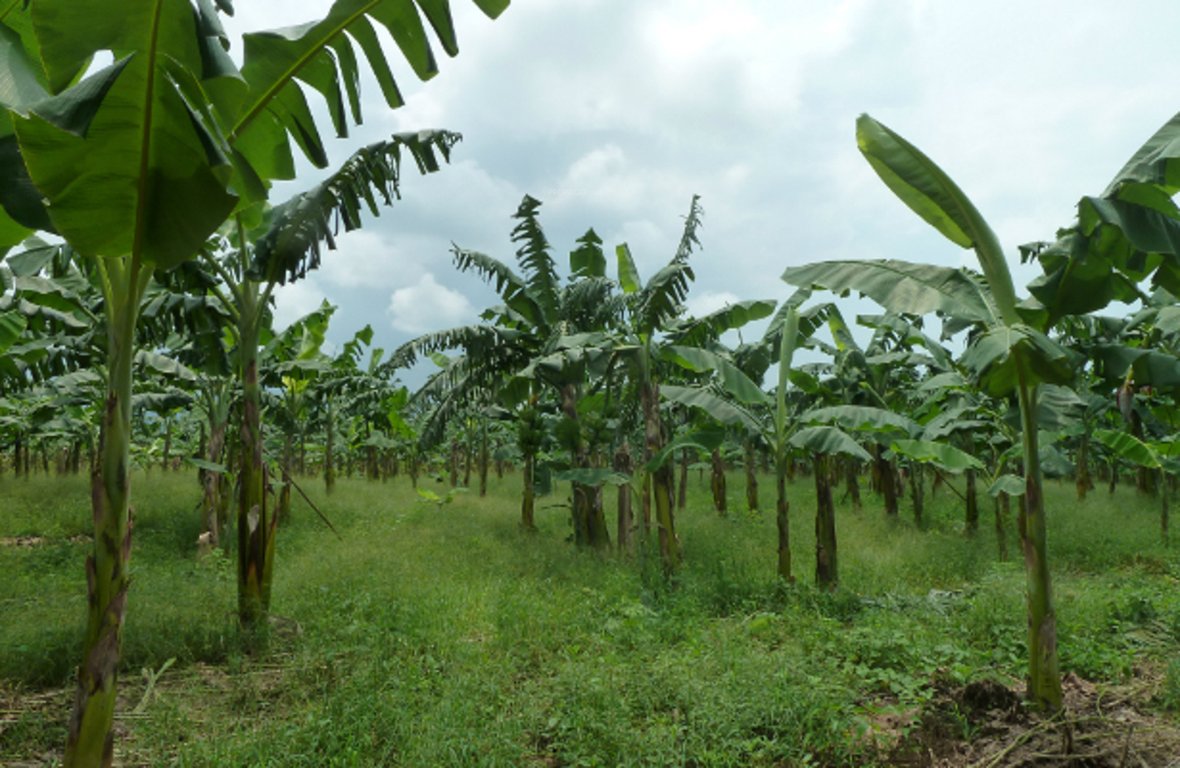 Images for Amenities of Emarrald Q Gardens