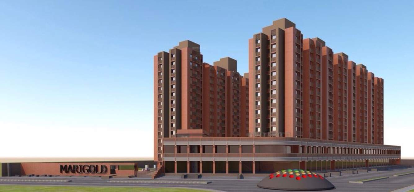  marigold Images for Elevation of Gala Marigold