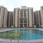  tulip-and-carnation- Swimming Pool