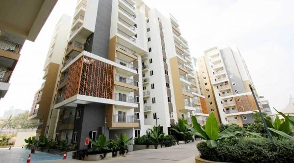 Elevation palm-woods Elevation