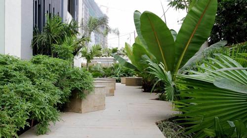 Landscape Garden and Tree Planting palm-woods Landscape Garden and Tree Planting