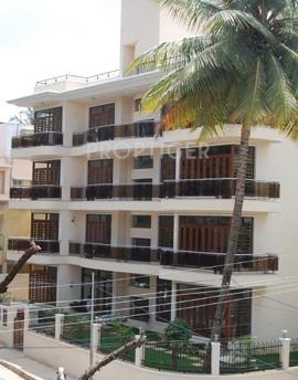 Images for Elevation of Gold Orchid