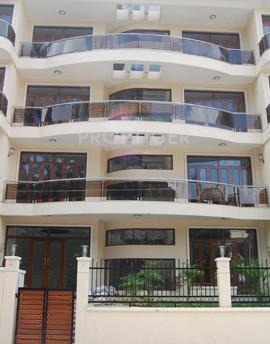 Images for Elevation of Gold Orchid